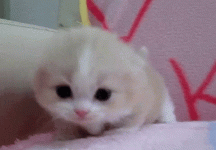 7ce91772a64c9ddfb8ab952f5091c10c.gif